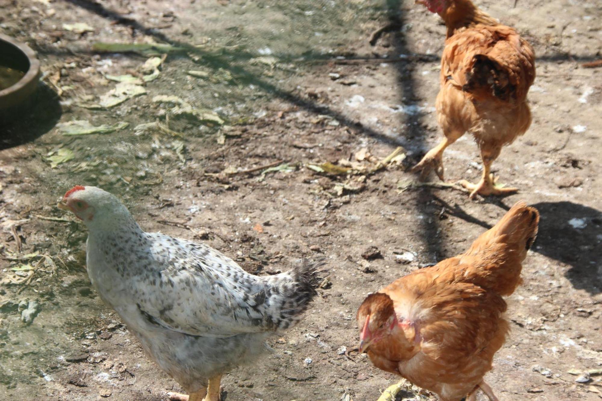 Bio Quinta Do Pantano, Agro Turismo Villa Santo Antonio da Serra Eksteriør bilde